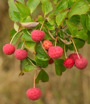 Japanischer Blüten-Hartriegel