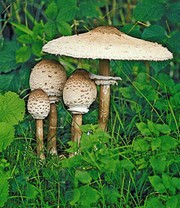 Speise-Pilz 'Parasol'