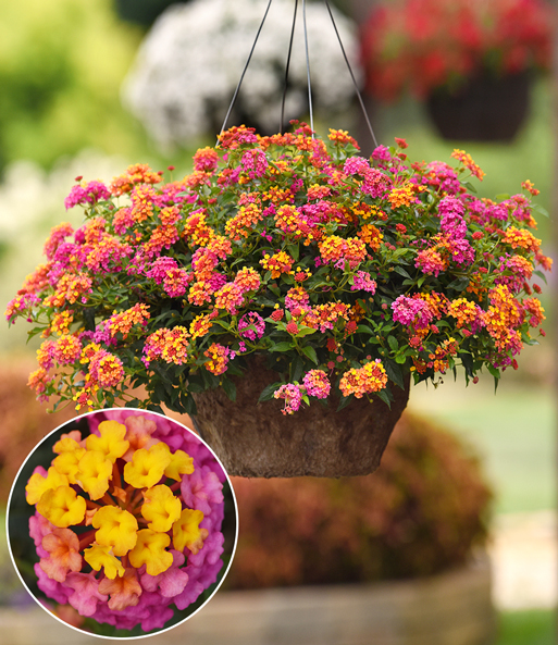 Die Lantana Wandelröschen 'PassionFruit' erstrahlt mit Ihren Blüten in kräftigen Farben in einer Hänge-Ampel.