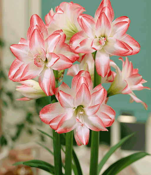 Gefüllte Amaryllis 'Double Pink' mit Geschenkbox