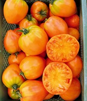 Veredelte Ochsenherz-Tomate 'Orange'