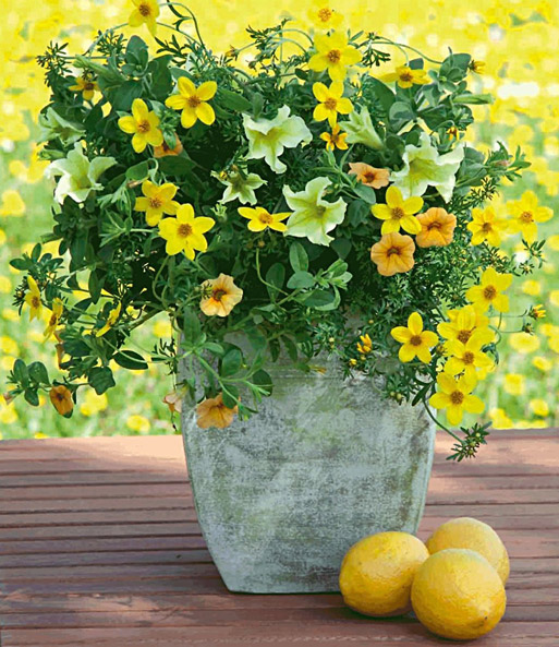 Trixi® 'Lemon Sorbet'