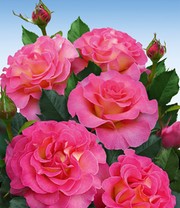 Parfum-Rose 'Pink Paradise®'