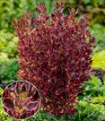 Immergrüne Coprosma 'Eclipse®'