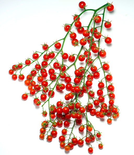 Veredelte Cocktail-Tomate 'Perlino'