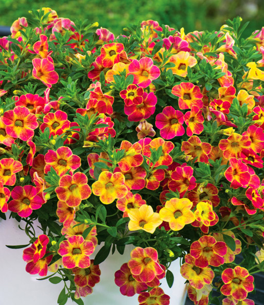 Die Zauberglöckchen Petunie 'Chameleon Atomic Orange' erblüht in einem Topf mit gelb-pinken Blüten auf einer Terrasse.