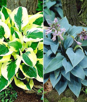 Riesen-Hosta-, Funkien-Sortiment zum Vorteilspreis