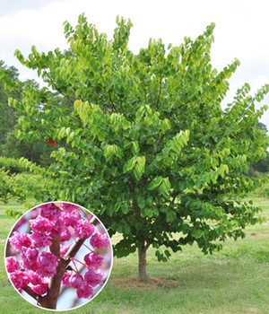 Cercis 'Pink Pom Poms'