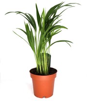 Areca Palme ca. 35-45 cm