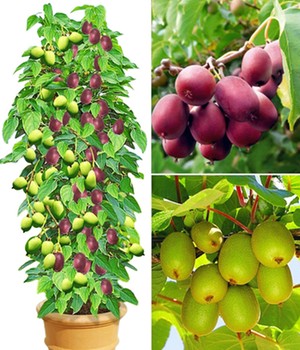 DUO-Kiwi-Turm-Kollektion