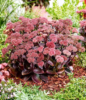 Sedum 'Black Knight'