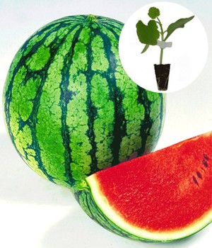 Veredelte Wassermelone 'Ingrid' F1