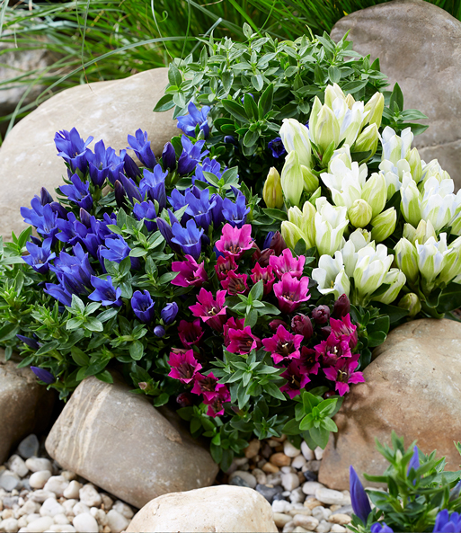 Enzian Mix 1a Pflanzen Kaufen Baldur Garten