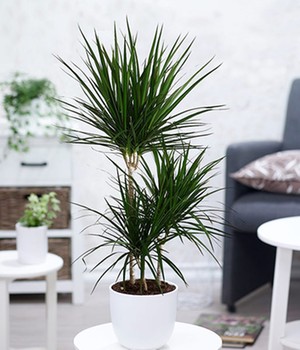 Dracena 'Marginata' ca. 120-130 cm hoch