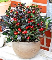 'Pfeffer'-Pflanze 'Black Pearl'