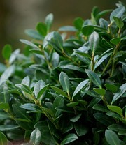 Ilex 'Luxus® Globe' der Buchs-Ersatz