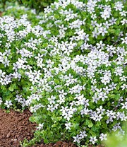 Winterhartes Staudenbeet 'Eleganz in Weiß'