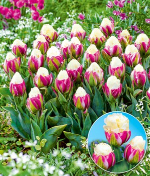 Tulpe 'Ice Cream®'