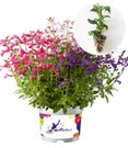 Salbei-Mix 'Mirage®'