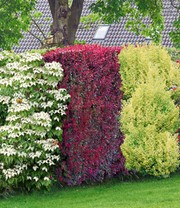 Vogelschutz-Hecke 'Bird-Lover'