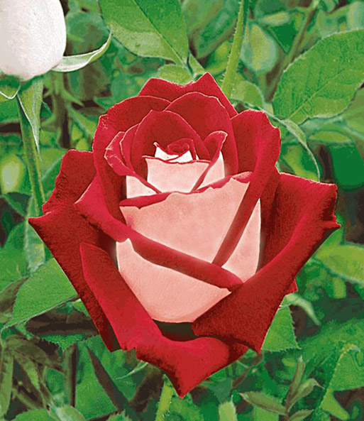 Beet-Rose 'Osiria®'