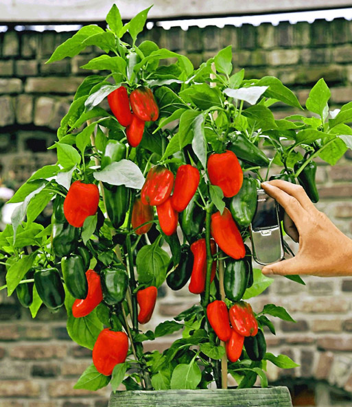 Rote Snack-Paprika