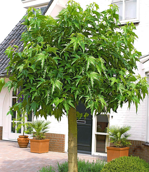 Weißer Maulbeerbaum Zierstämmchen bei BALDURGarten