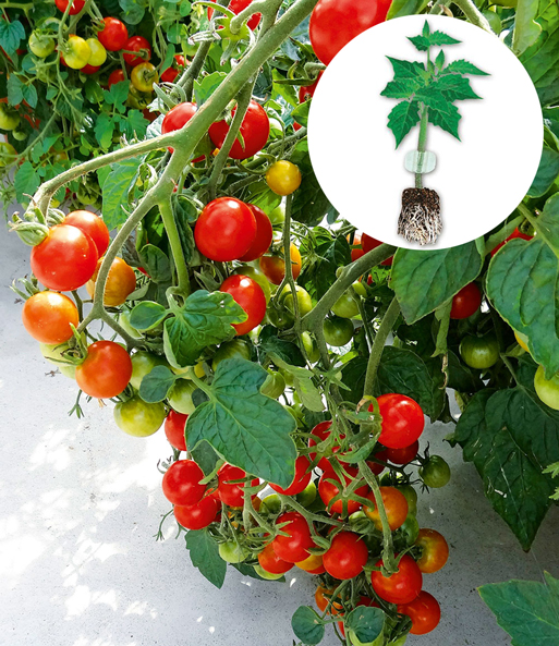 Veredelte Cherry-Tomate 'Baby Boomer' F1