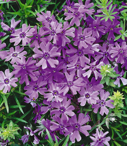 Nahaufnahme der Dichtbewachsenen, filigranen und sternenförmigen Lila-Blüten.