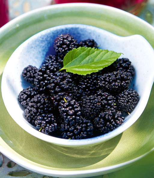 Eine Schale reifer Früchte der Maulbeere „BonBon Berry“. Die Früchte werden von einem Blatt der Pflanze geziert.