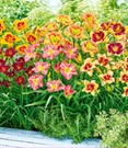 Taglilien-Mix 'Sommertraum'