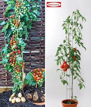 TomTato® & Tomatensäule