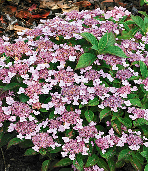 Zwerg-Hortensie 'Lace Delight'