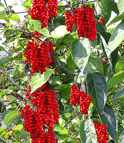 Vitafit-Beere® - Schisandra chinensis