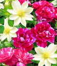 Set 'Madame Le Coultre' & Rose 'Guy Savoy®'