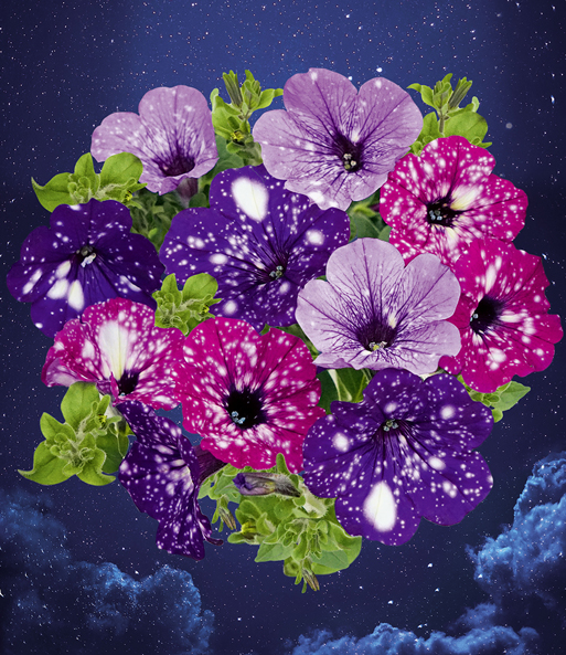 Montage der bunten Hänge-Petunien Mix „SKY Family“-Blüten, welche weiß gesprenkelt über den Sternenhimmel schweben.