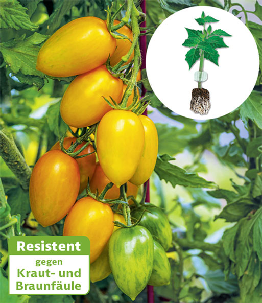 Kollektion Tomaten-Raritäten