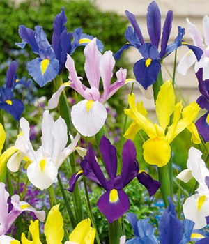 Iris-Mix