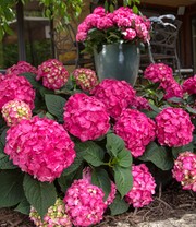Hortensie Endless Summer® 'Summer Love'