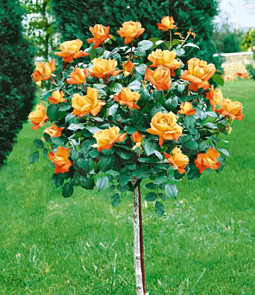 Rosen Stammchen Maja Oetker 1a Qualitat Baldur Garten