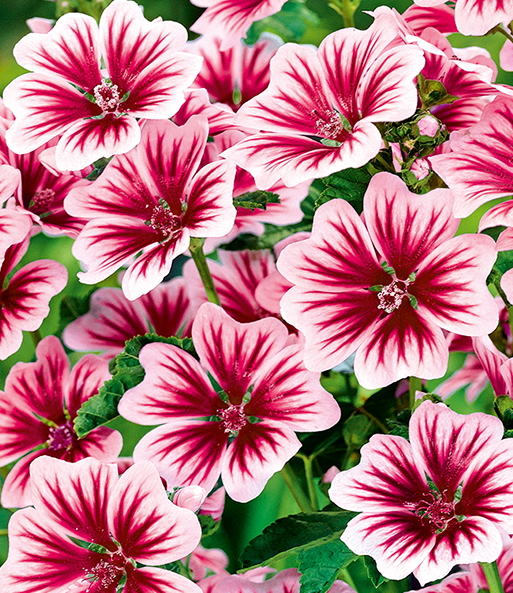Nahaufnahme der Blüten. In der Mitte sind die ebenfalls roten Staubblätter zu sehen.