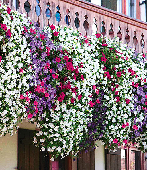 Nahaufnahme der Trichterförmigen lila, roten und weißen Blüten des Hänge-Petunien 'AlpeTunia' Mix.