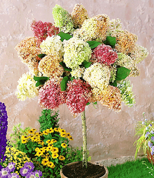Das Hortensien-Stämmchen „Grandiflora“ steht in einem Kübel im Garten und blüht in rot-, gelb-, weiß- und Grüntönen.