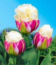 Tulpe 'Ice Cream®'