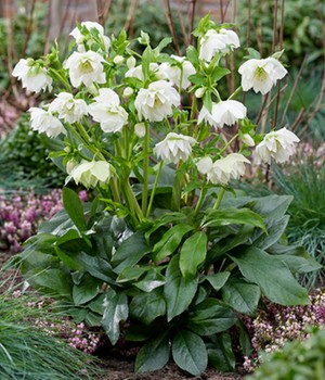 Gefüllte Christrose 'ViV® Amalia'