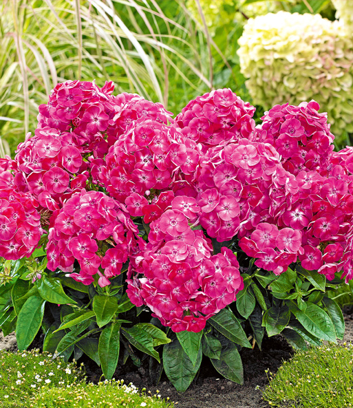 Zwerg-Phlox 'Bambini Sweet Tart®'