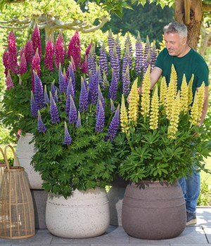 Lupinen 'Lupinova®', Fantastic Colour Mix, im 12 cm Topf 
