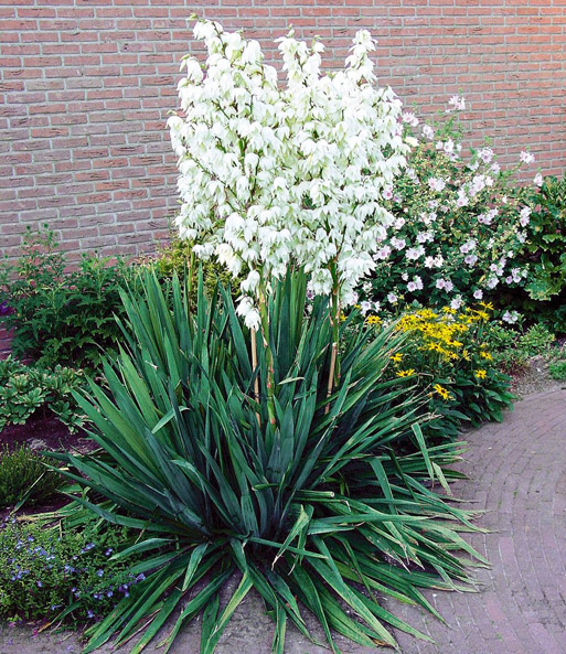 Palmlilie 'Yucca'