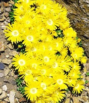 Goldtaler