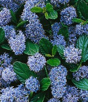 Ceanothus 'Trewithen Blue'